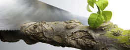 Tree Service Tree Service